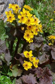 Caltha palustris ssp. chinenses (dark leaf form)