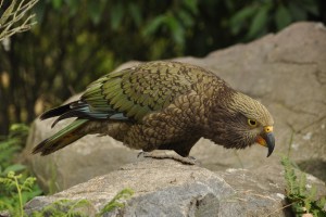 Kea