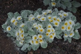 Primula aureata ssp. fimbriata