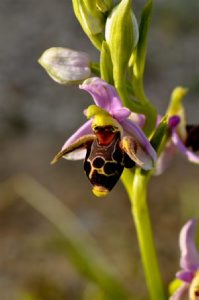 Ophrys scolopax ssp. cornuta