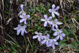 Primula deuteronana