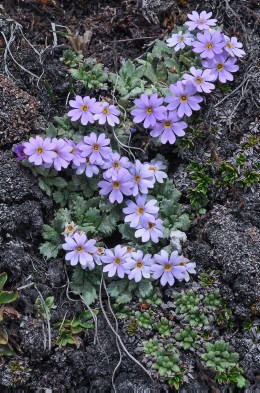 Primula concinna