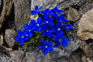 Gentiana orbicularis