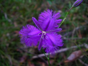 Thysanotus tuberosus