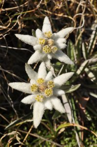 Leontopodium alpinum