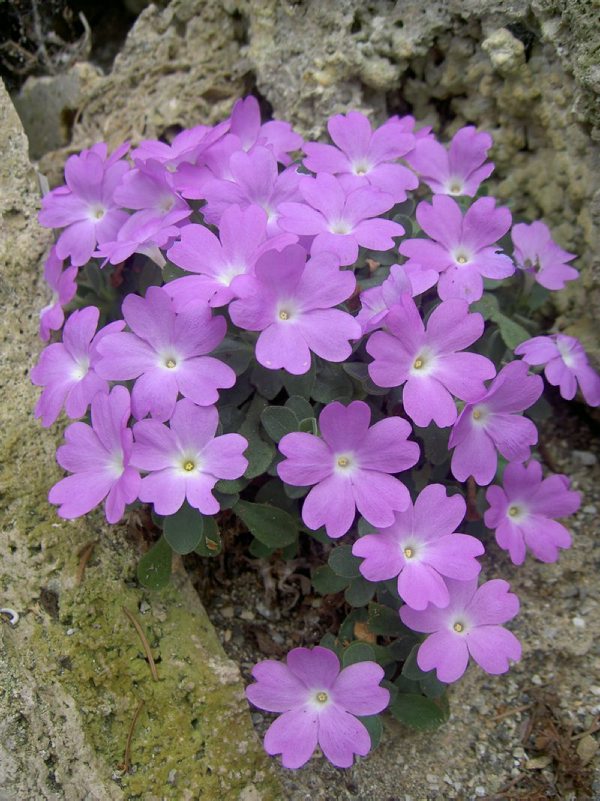 Primula allionii ''Elizabeth Earle''