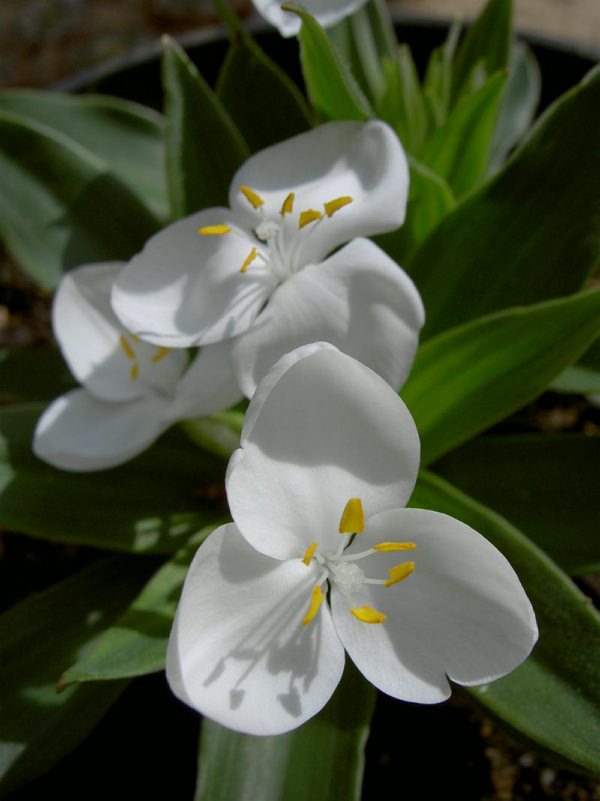 Weldenia candida