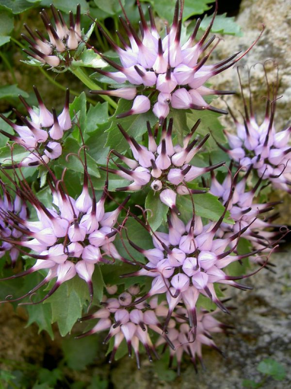 Physoplexis comosa on the South side