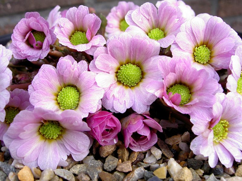 Callianthemum anemonoides