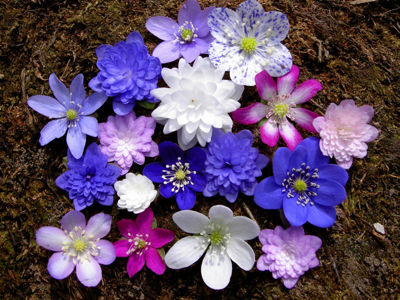 variation of Hepatica forms 