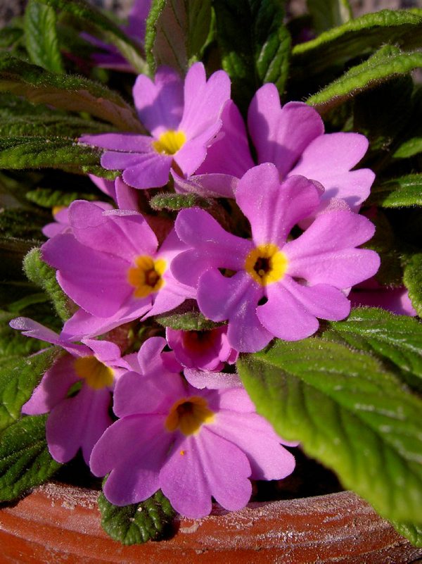 Primula bracteata