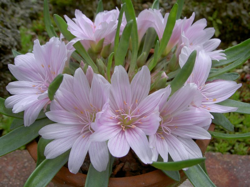 Lewisia brachycalyx (pink form)