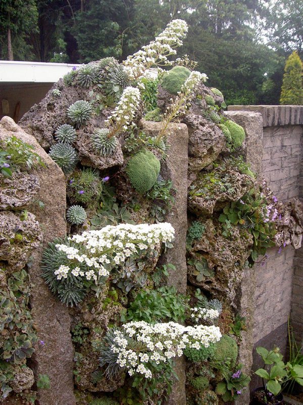 Saxifraga longifola - seedlings on tufawall