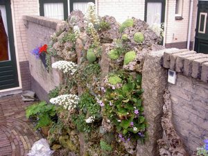 tufawall north side with Saxifraga longifolia