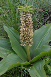 Eucomis humilis