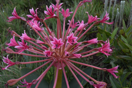 Brunsvigia radulosa