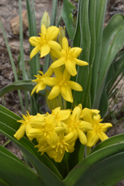 Hypoxis hemerocallidea