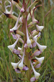 Disa cooperi