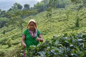 a picker at work at the Peshok Tea Garden