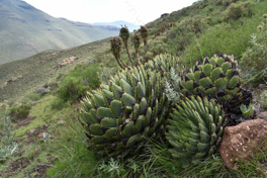 Aloe polyphylla