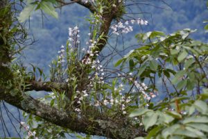 Dendrobium amoenum