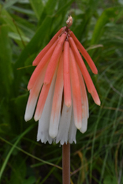 Kniphofia thodei