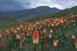 Kniphofia caulescens