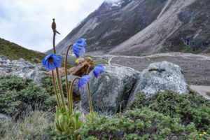 Meconopsis simplicifolia ssp. grandiflora