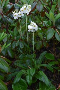 Primula obliqua