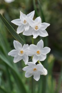 Narcissus pannizianus