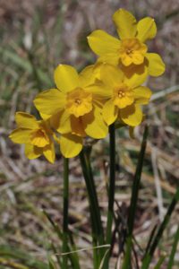 Narcissus cordubensis