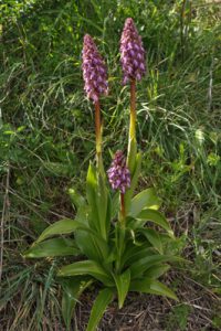 Himantoglossum robertianum (syn. Barlia robertiana)