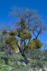 mistletoe (Viscum cruciatum) on almond tree