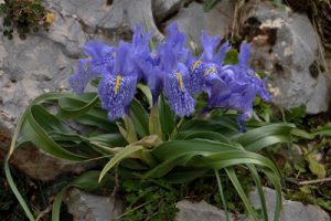 Iris planifolia