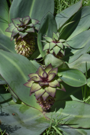 Eucomis schijffii