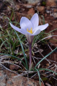 Crocus nevadensis