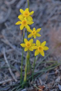 Narcissus assoanus