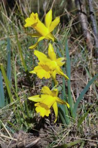 Narcissus hispanicus