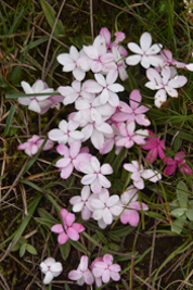 Rhodohypoxis baurii var. confecta