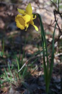 Narcissus bujei