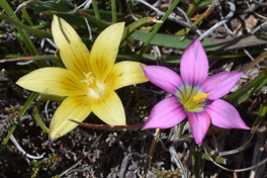 Romulea macowanii & Romulea thodei