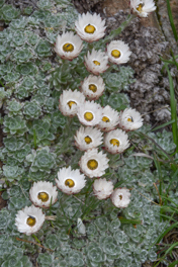 Helichrysum milfordiae