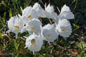 Narcissus cantabricus