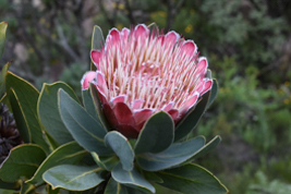 Protea dracomontana