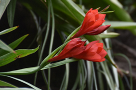 Gladiolus flanaganii (The Suicide Lily)
