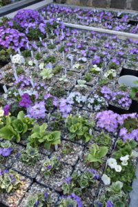 Primula in Alpine House