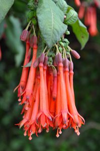 Fuchsia boliviana