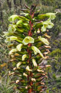 Puya aequatorialis