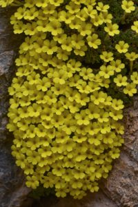 Dionysia crista-galli