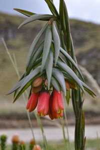 Bomarea glaucescens